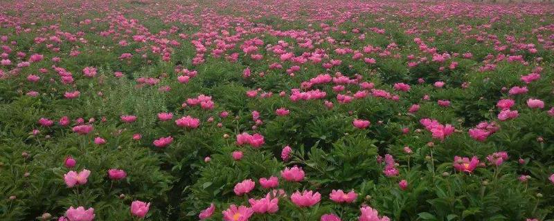 白芍的食用方法是什么