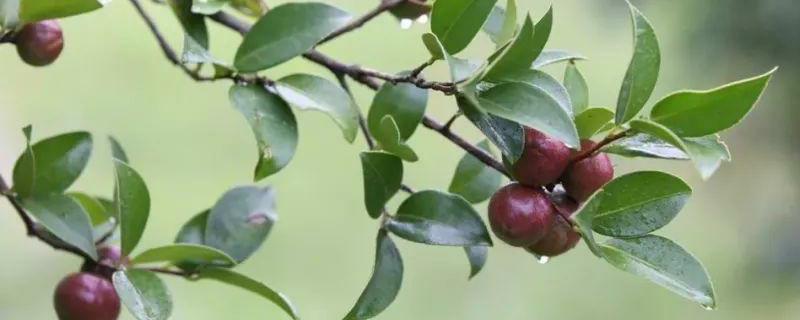 大果茶油和小果茶油哪个好？如何辨别茶油的真假