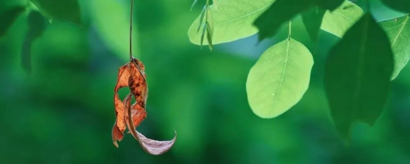 夏天过后天气还热吗？节气是什么