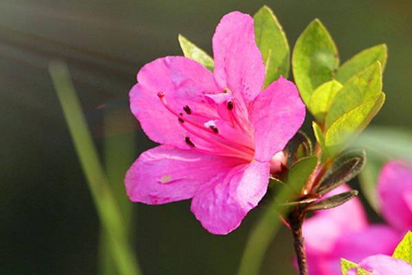 杜鹃耐热吗？杜鹃花在夏季应如何保养