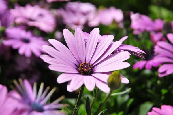 什么是黑色非洲菊的花语？怎样醒花