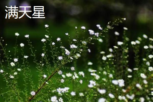 长寿花什么时候开花？光长叶不开花怎么办