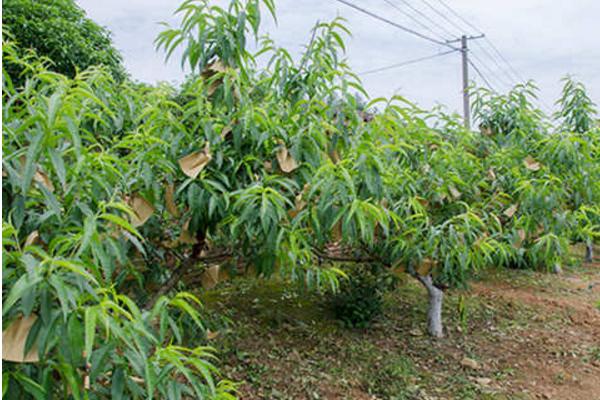 黄桃在中国最好的排名