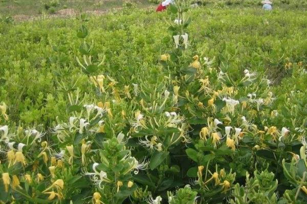 喝金银花泡水有什么好处？喝金银花茶有哪些禁忌