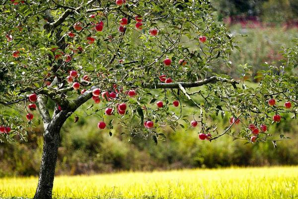 苹果套袋消耗了大量的人力和财力，中国会实现无袋苹果生产吗