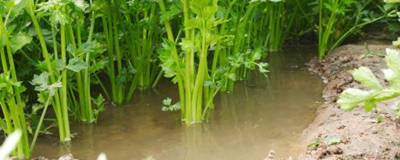 水芹产地在哪里？与普通芹菜有什么区别