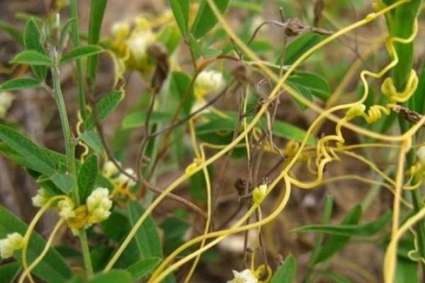 菟丝子有什么作用？菟丝子鉴别方法及种植技术