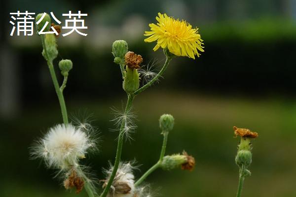 如何种植黑莓？种植前景如何